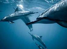 约基奇56+16+15爱德华兹44+6 掘金加时胜森林狼